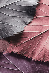Macro colorful leaves, texture background