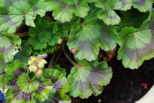Green geranium leaves and flower buds.