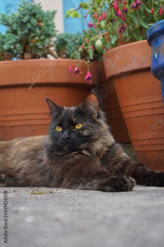 Cat resting in the garden.