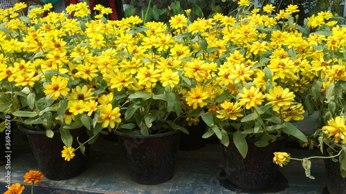 yellow flowers in pots