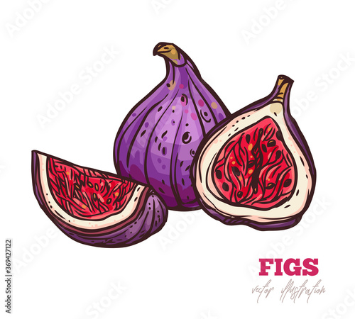 Whole and cut purple fig fruit. Vector sketch hand drawn illustrtation photo