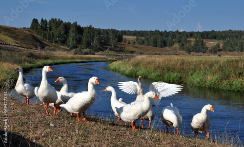A flock of domestic geese on the banks of the Iren River in the area of Manchibay's hydrogen sulfide spring. Sultry summer in the Western Urals. photo