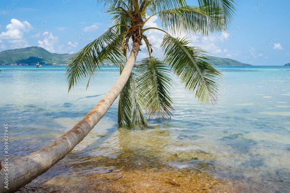 tropical beach with palm trees tropical beach with palm trees