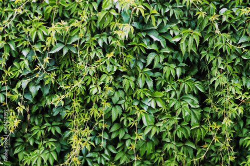 Climber plant background. Creeper plant texture. Gedge bush pattern. Green natural summer wall. Home outdoor decoration. © Paweł Michałowski
