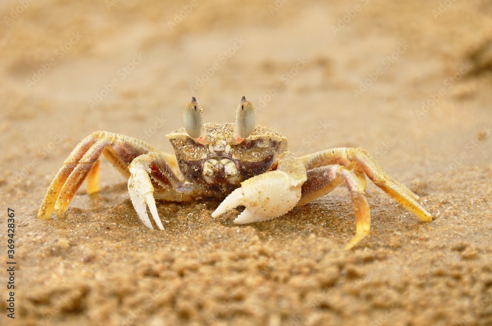 Close up of crab on sand in Mui Ne, Vietnam