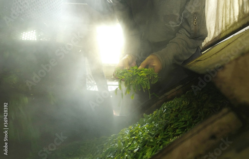 Japanese green tea processing Factory. Worker busy checking and processing the fresh spring harvested green tea.
