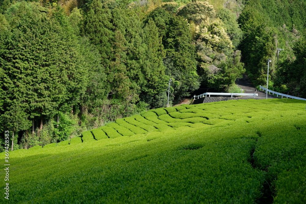 Beautiful tea field at Setoya village, Shizuoka prefecture, Japan. The tea harvesting season during spring time.
