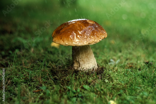 Edible boletus mushroom in the forest in the rain