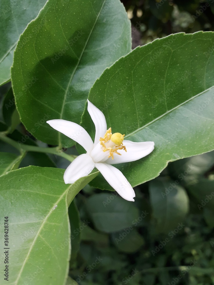 Fototapeta premium white lotus flower