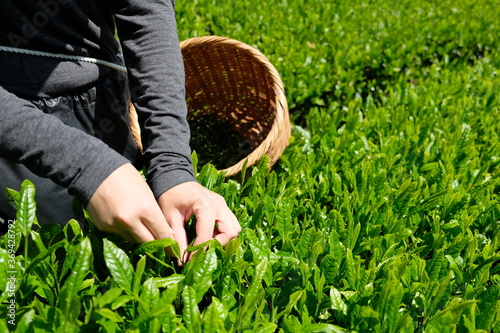 Tableau sur toile The best quality Japanese green tea leaves are hand-picked during harvest season