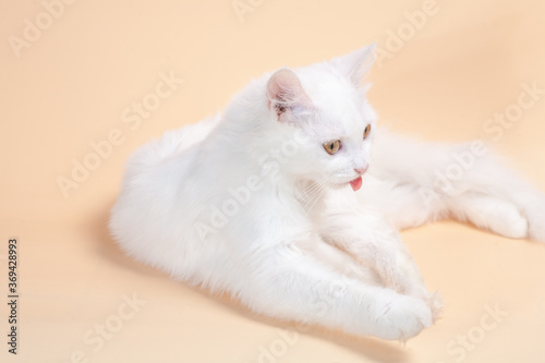 Beautiful cat with fluffy white pure color fur and yellow big eyes