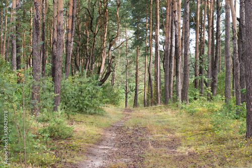 footpath in summer pine forest, woodland landscape