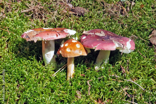 Three mushrooms with red caps grow in a mossy forest glade