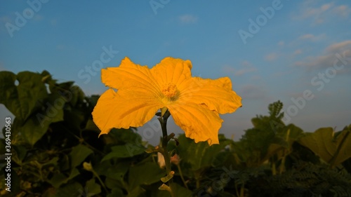 Close up flower bitter bottle gourd in a filed and blue sky