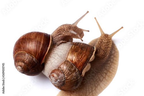 Two snails on a white background. Isolated. The concept of relationships, love.