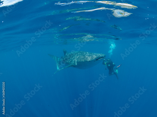 Whale shark and the divers  Oslob  Philippines. Selective focus