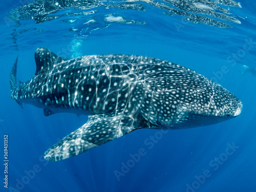 Close up of whale shark, Oslob, Philippines.