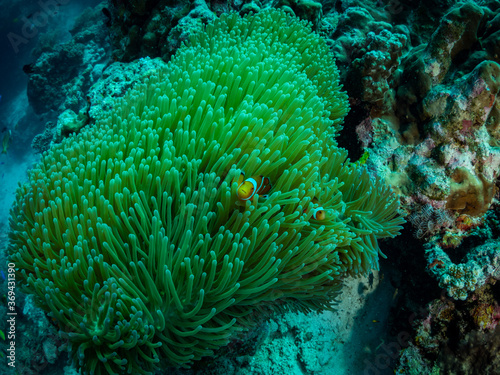 Soft coral and nemo fish, underwater photo, Philippines.