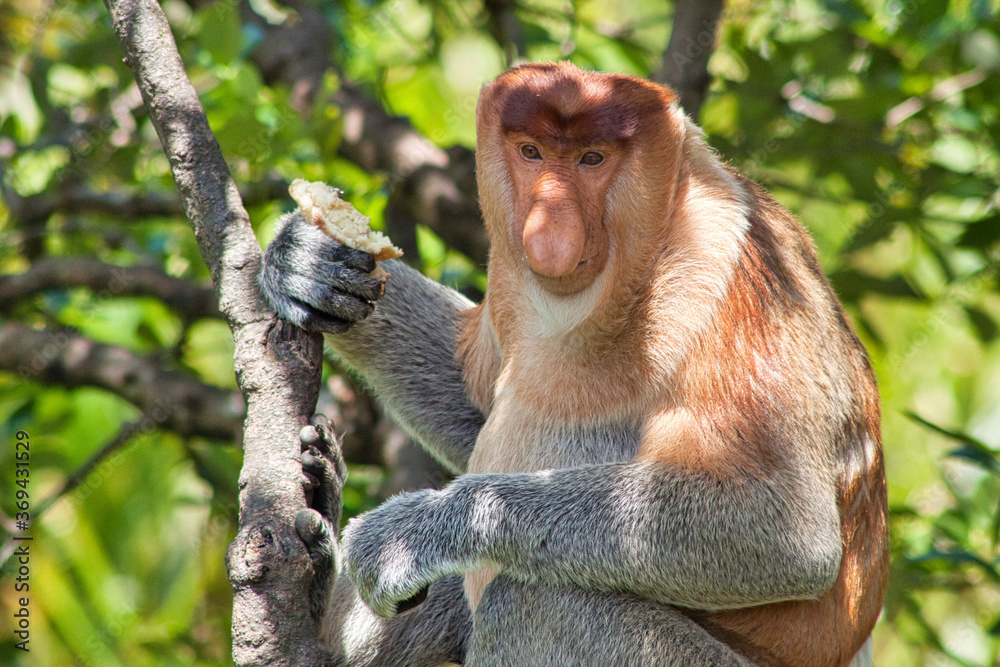 Naklejka premium Nasenaffe in Borneo