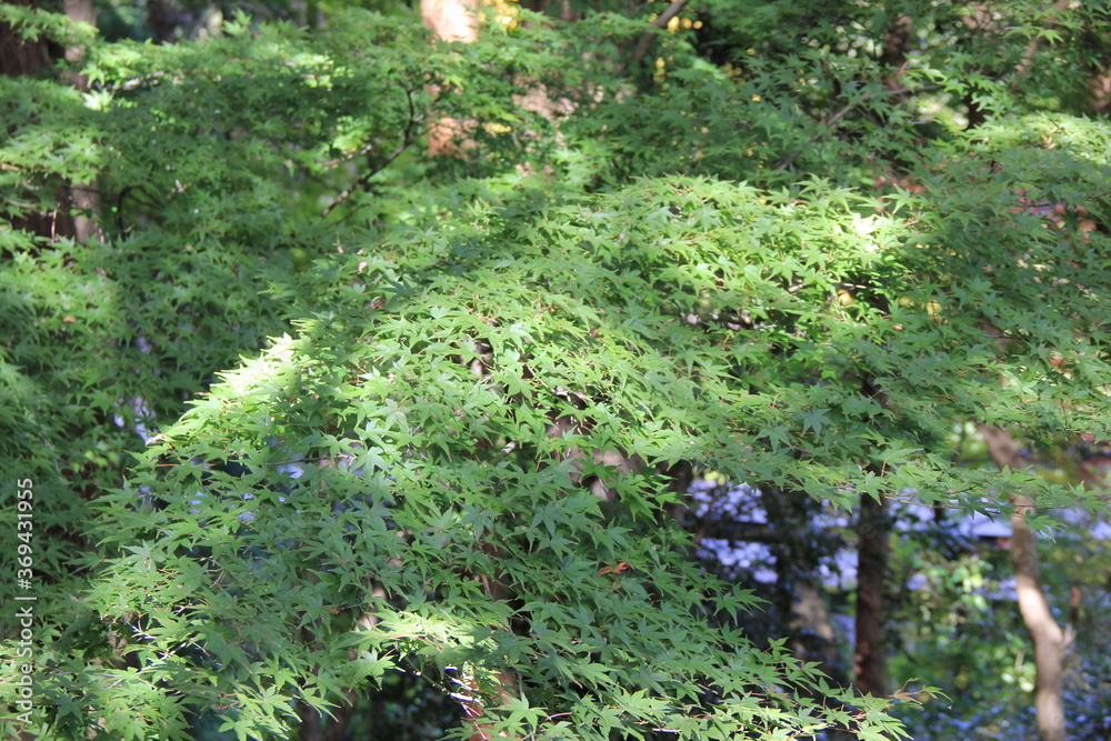 Fototapeta premium 青々としたカエデ