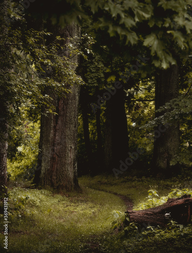 forest path © Mareks