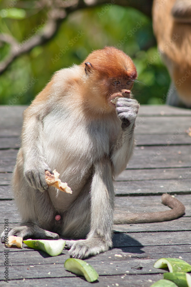 Obraz premium Nasenaffe in Borneo