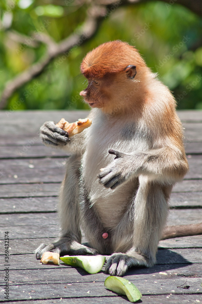 Naklejka premium Nasenaffe in Borneo