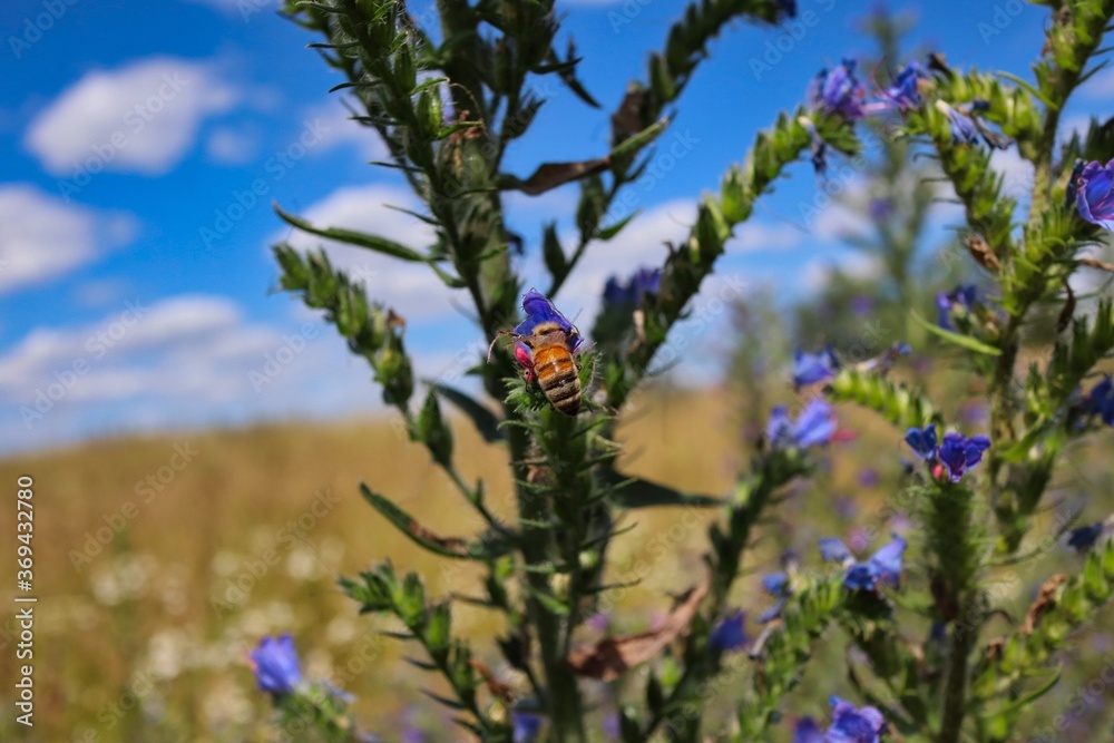 Western Honey Bee Collects Nectar from Blueweed on the Field in Czech Nature. Blueweed (Echium Vulgare) also know as Viper's Bugloss is a Flowering Plant n the Borage Family Boraginaceae. Western Honey Bee Collects Nectar from Blueweed on the Field in Czech Nature. Blueweed (Echium Vulgare) also know as Viper's Bugloss is a Flowering Plant n the Borage Family Boraginaceae.