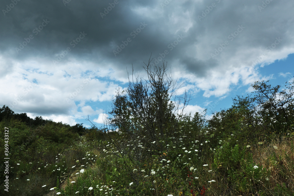 Obraz premium Paesaggio collinare, alberi e campi con flora spontanea sotto un cielo azzurro con nuvole che minacciano un temporale estivo