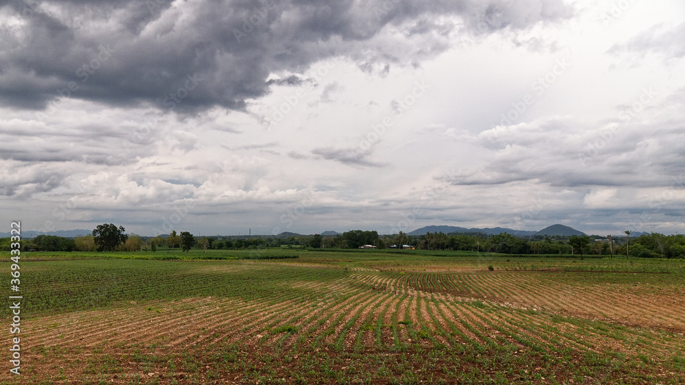 landscape Corn fields and mountain