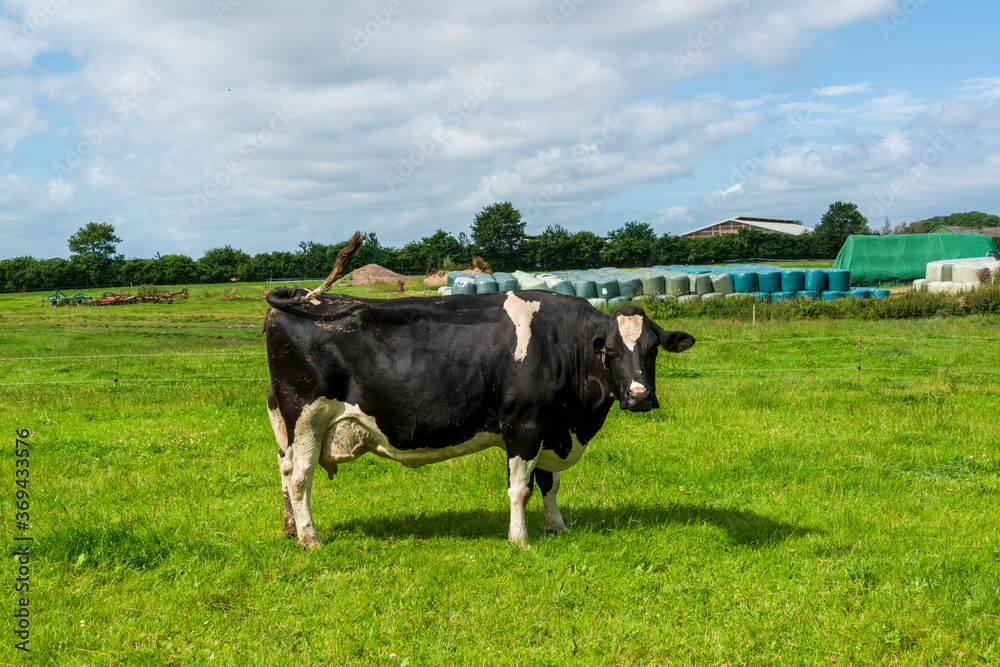 Kühe eines BIO Bauernhofes auf einer grünen Wiese in Schleswig-Holstein