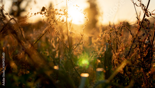A sun drenched field of dry golden grass in front of a sunset