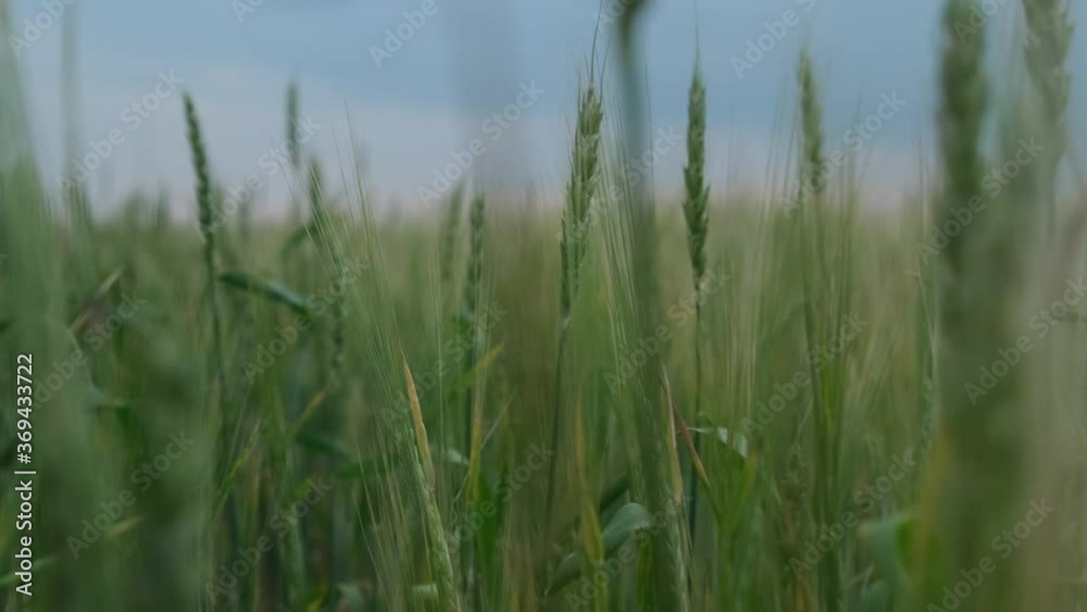 The camera flies through a field with green wheat