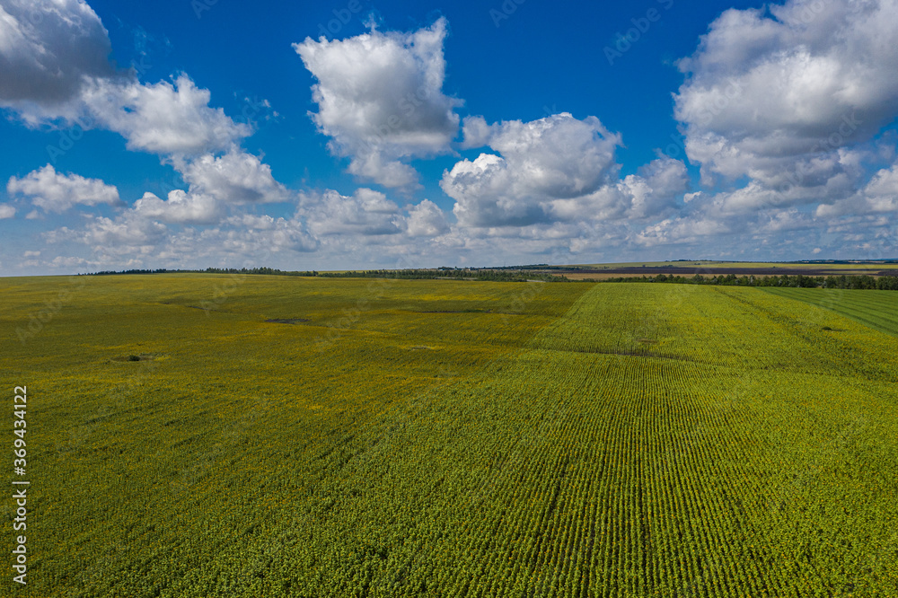 Fototapeta premium Agricultural landscape. Fields and sky. Aerial. High quality photo