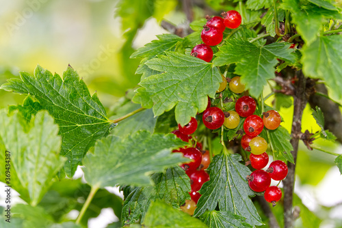 Red Currant berries on a green bush closeup.