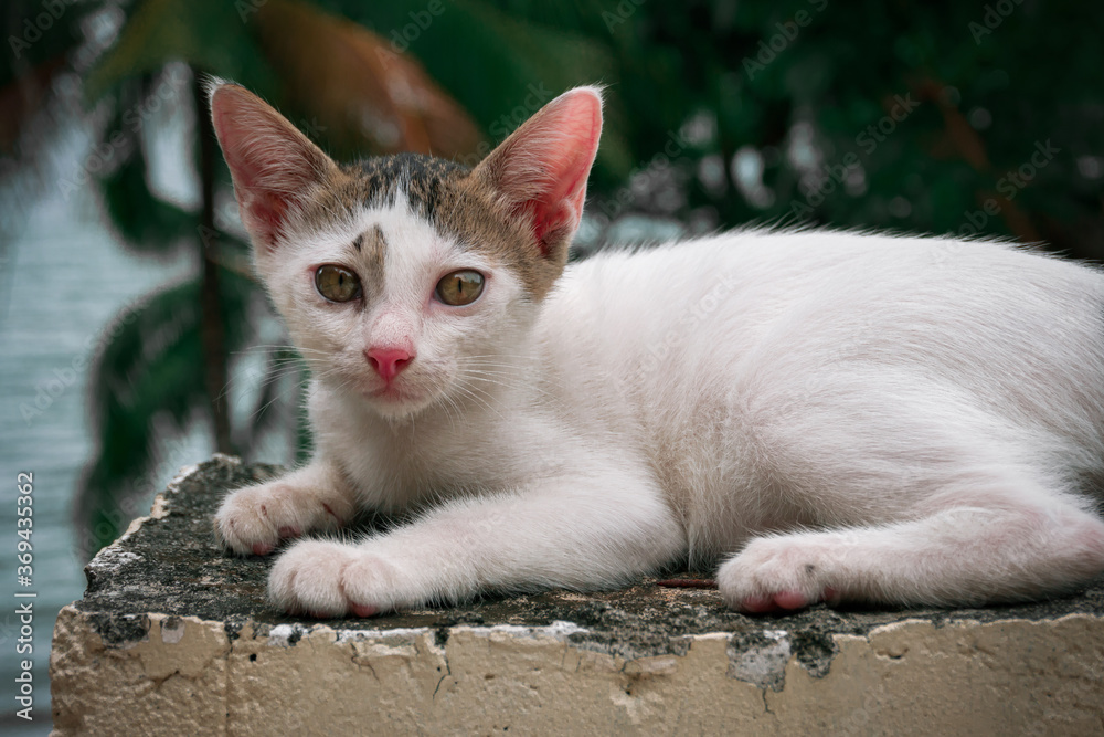 Fototapeta premium little white kitten resting in nature