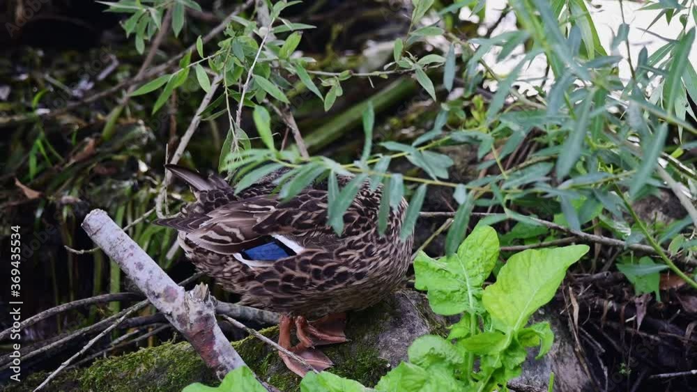 Mallard female standing at the river and clean her feathers, summer, (anas platyrhynchos), germany
