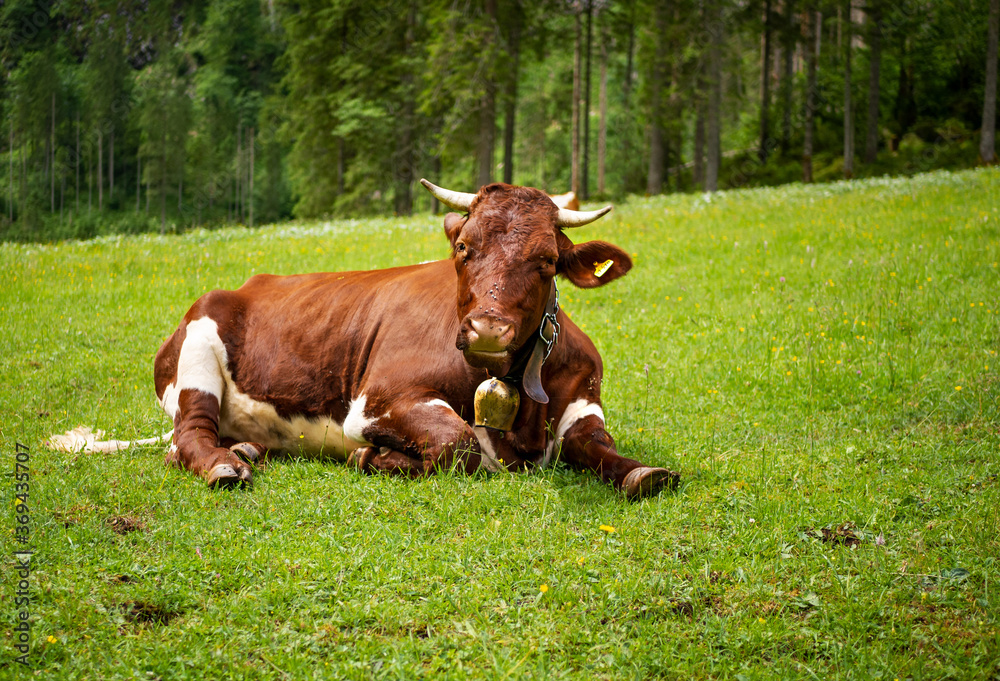 crazy cow has an eye on you