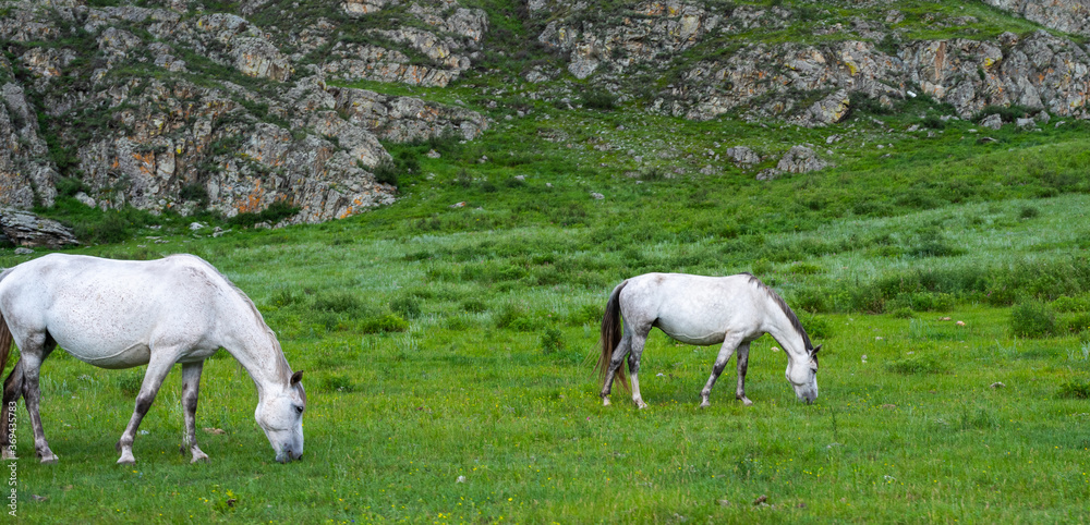 Fototapeta premium White horses graze in a meadow in the mountains.