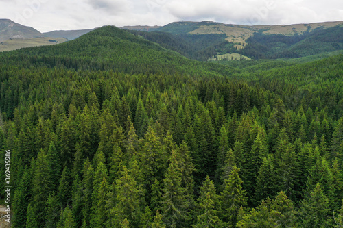 Bird eye perspective drone photograph with a pine forest in summer season.