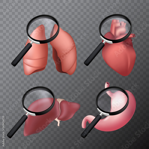 Set of human body organs with a magnifying glass - lungs, heart, liver, stomach. 3D realistic vector illustration on a transparent background