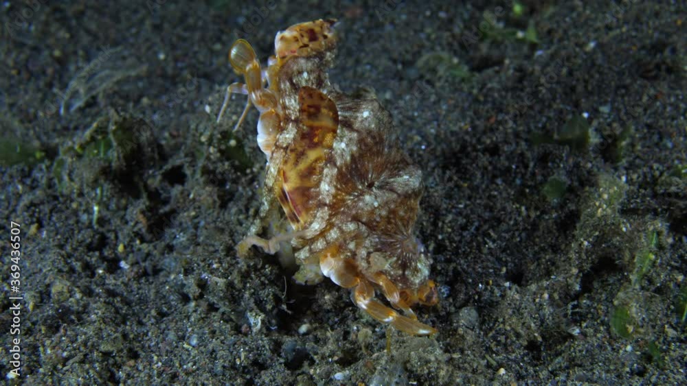 Long Armed Octopus (Abdopus sp.) caught a crab and feeds on it. 4K underwater video. Night dive in Tulamben, Bali, Indonesia. Long Armed Octopus (Abdopus sp.) caught a crab and feeds on it. 4K underwater video. Night dive in Tulamben, Bali, Indonesia.