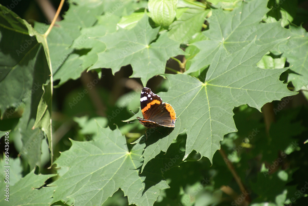 Admiral Schmetterling 2020078 auf Ahornblättern sitzend orange schwarz Admiral Schmetterling 2020078 auf Ahornblättern sitzend orange schwarz