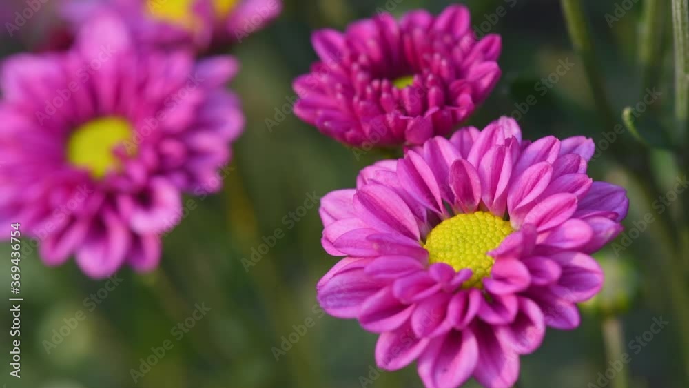 Pink chrysanthemums flower blossom blowing in the farm Pink chrysanthemums flower blossom blowing in the farm