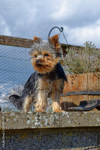 A small Yorkshire Terrier looking to its right on a walled Terrace in a sunny garden in Scotland in April. © Julian