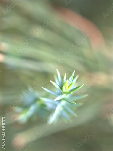 close up of green leaves of pine tree with blurred background  macro image  soft focus  nature leaf for card design 