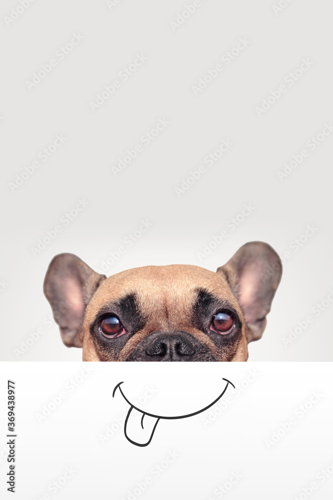 French Bulldog dog with half of face covered with white paper with painted on funny happy mouth with tongue sticking out with empty copy space above