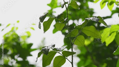 Leaf with drop of rain water with green background.