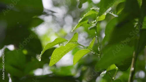 Leaf with drop of rain water with green background.