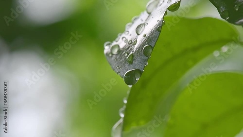 Leaf with drop of rain water with green background.
